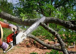 Best Tree Cabling and Bracing  in South Berwick, ME